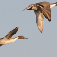 Outlook bright for upcoming waterfowl season